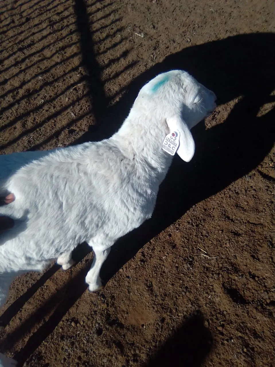 Laser marking machine is used to mark livestock ear tags