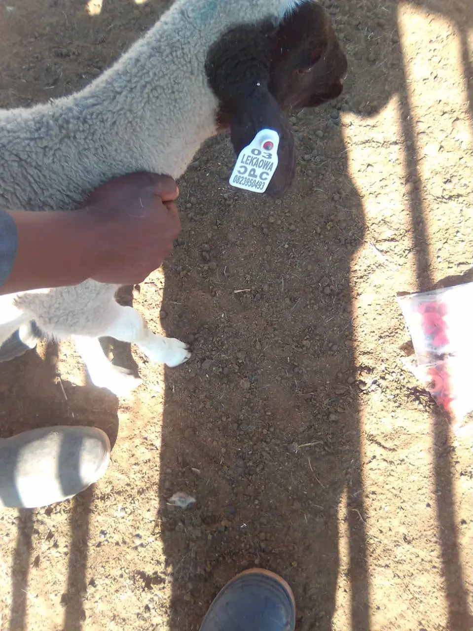 Laser marking machine is used to mark livestock ear tags