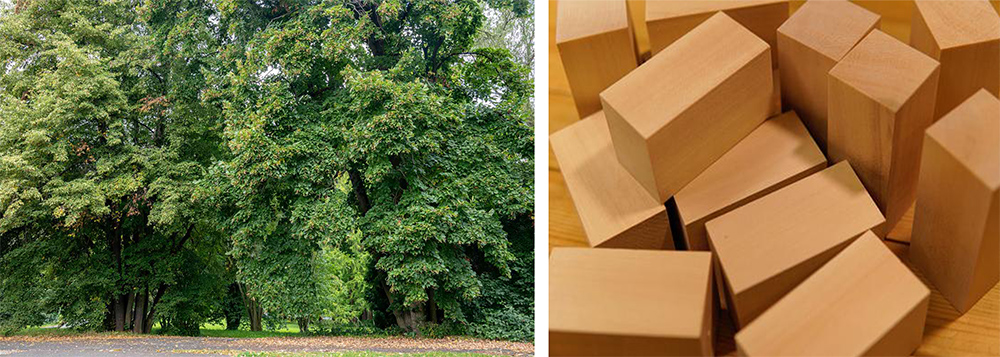 Basswood